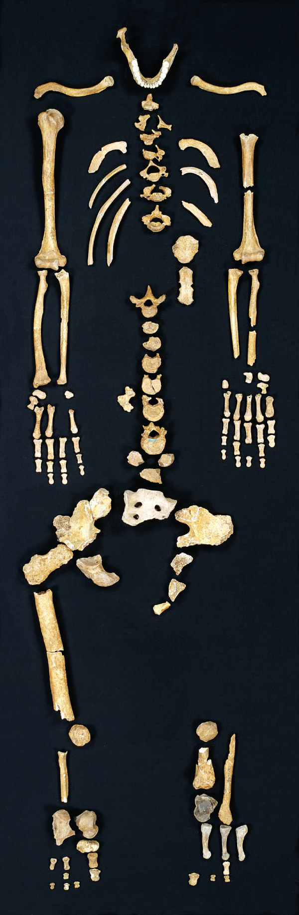 70 000 year old Neanderthal remains, from Le Regordou, in France, with the head and femur missing