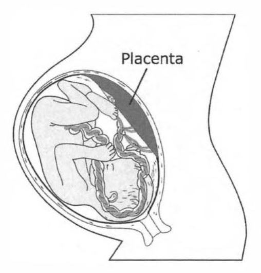 Плацента в матке