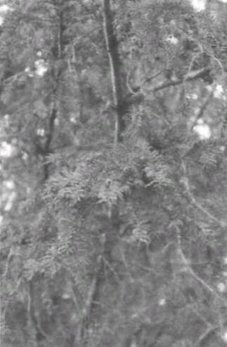 Фрагмент тиса (taxus baccata) зимой